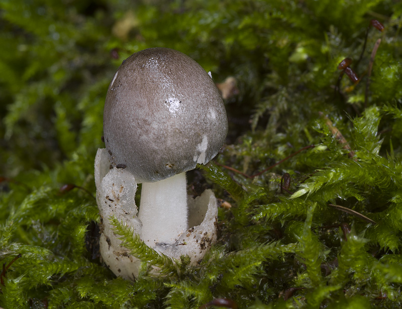 Volvariella caesiotincta